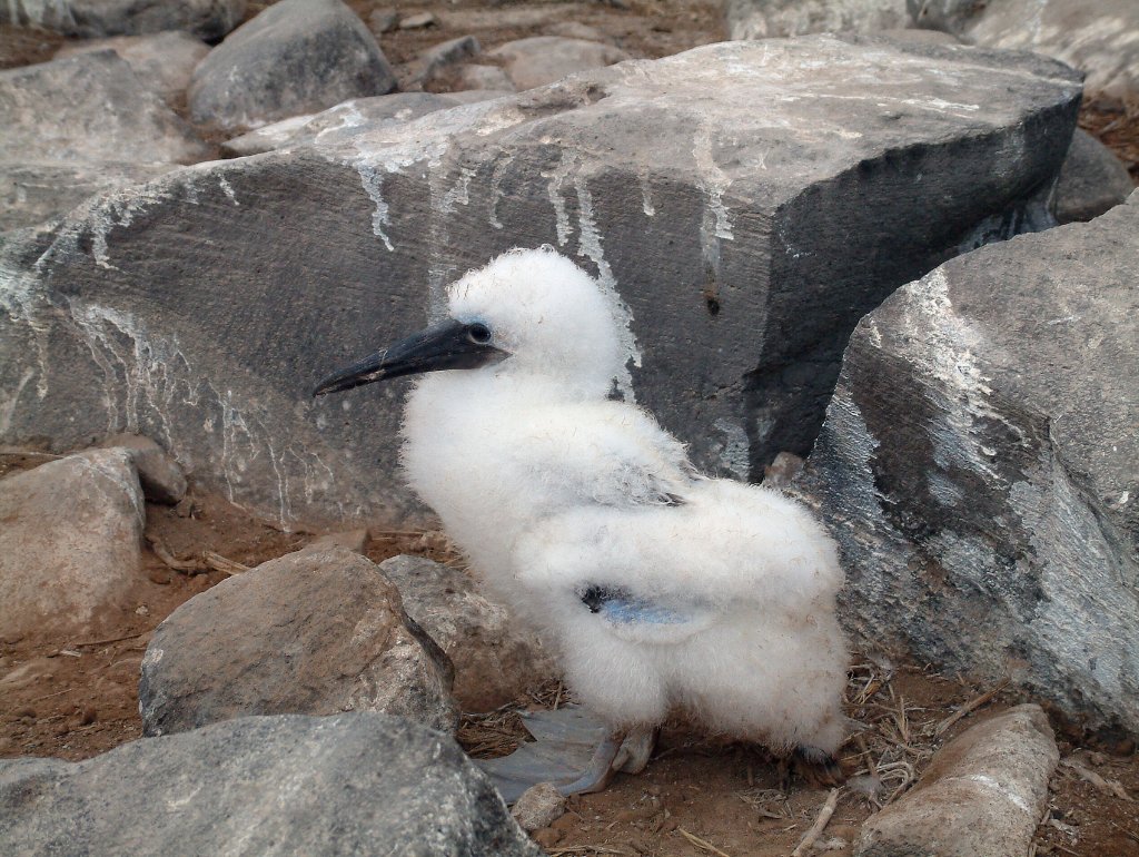 09-Young Blue-footed Booby.jpg - Young Blue-footed Booby